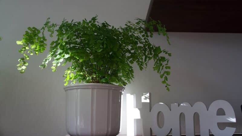Sztuka aranżacji roślin w mieszkaniu: jak stworzyć przyjazną dla roślin przestrzeń w domu